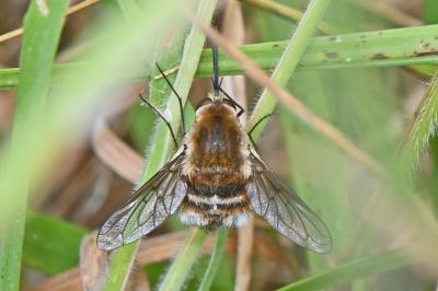 Bombylius cruciatus