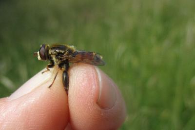 Tropidia scita