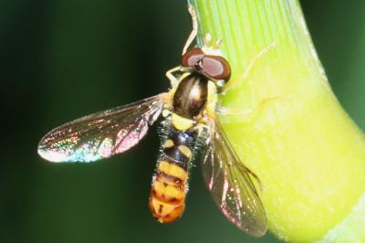 Sphaerophoria rueppellii