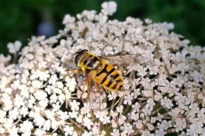 Myathropa florea