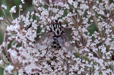 Graphomya maculata