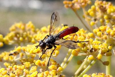Cylindromyia bicolor