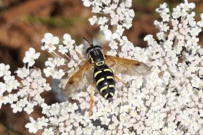 Chrysotoxum festivum