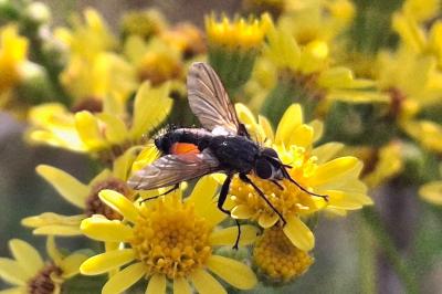 Eriothrix rufomaculata