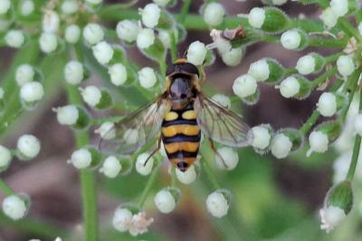 Eupeodes latifasciatus