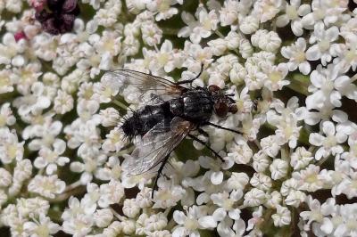 Voria ruralis