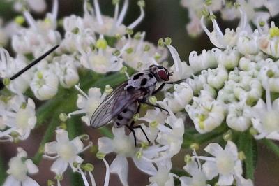 Anthomyia pluvialis