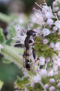 Syritta pipiens
