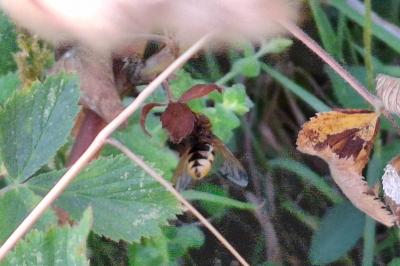 Volucella zonaria