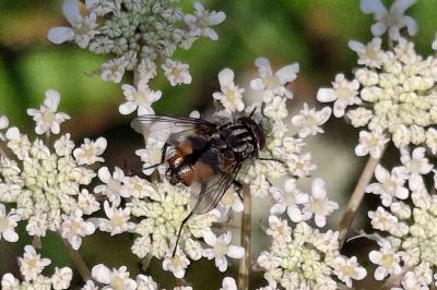 Musca autumnalis