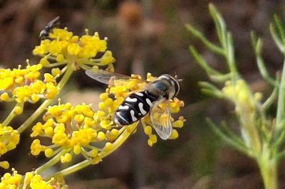 Scaeva pyrastri