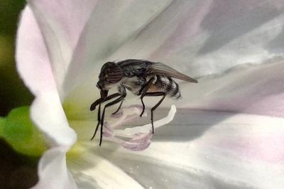 Stomorhina lunata