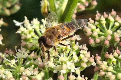 Eristalis similis
