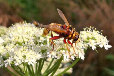 Milesia crabroniformis