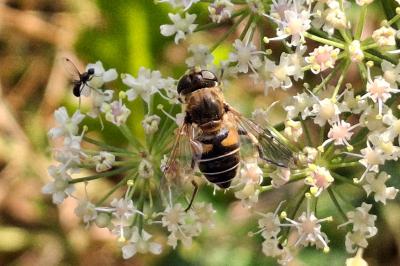 Eristalis nemorum