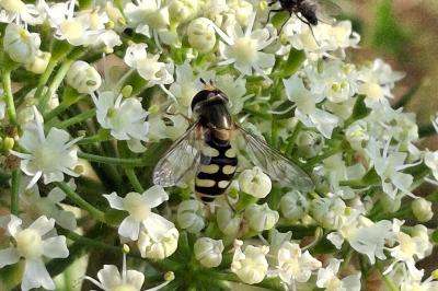 Eupeodes corollae