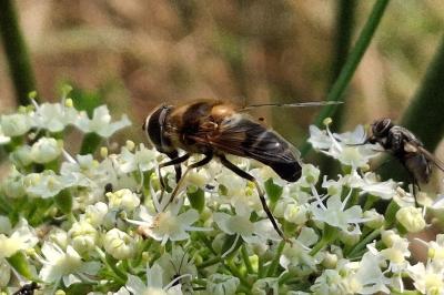 Eristalis pertinax