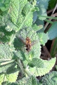 Helophilus pendulus