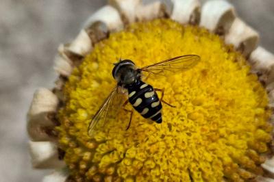 Eupeodes corollae