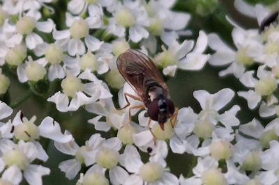 Melanostoma mellinum