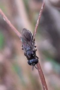 Pipizella