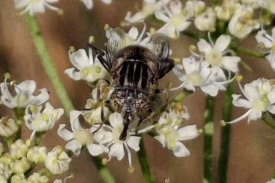 Eristalinus sepulchralis