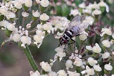 Limnophora tigrina