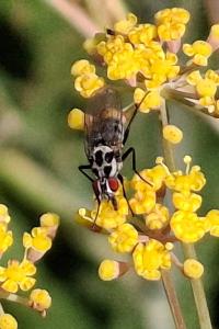 Anthomyia procellaris