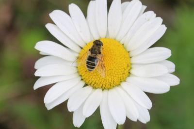 Eristalis