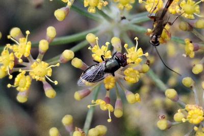 Physiphora alceae