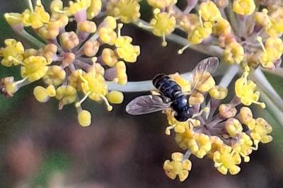 Paragus pecchiolii