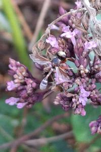 Physocephala rufipes