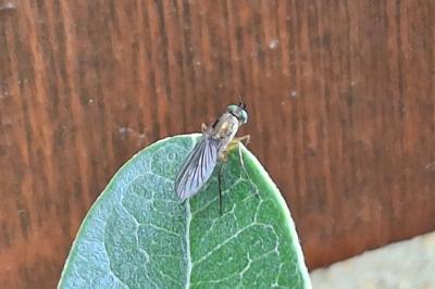 Dolichopodidae