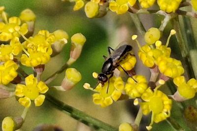 Saltella sphondylii