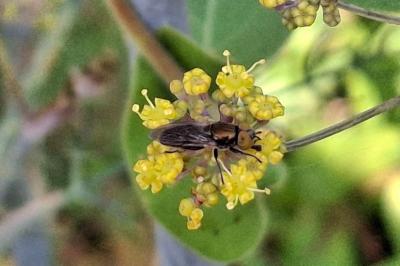 Riponnensia splendens