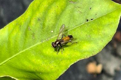 Xylota segnis
