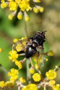 Aplomya confinis