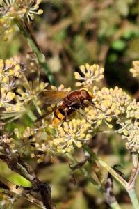 Volucella zonaria