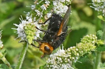 Tachina grossa