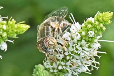 Eristalinus aeneus