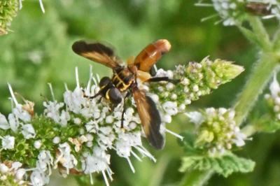 Trichopoda pictipennis
