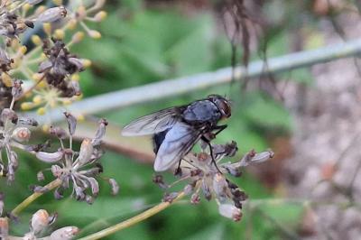 Calliphora vomitoria
