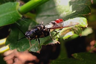 Hermetia illucens