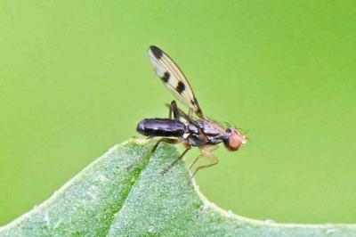 Geomyza tripunctata