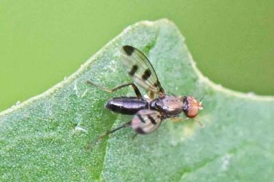 Geomyza tripunctata