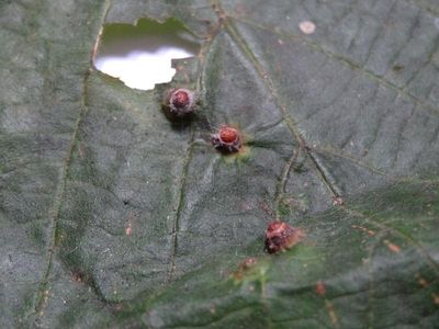 Didymomyia tiliacea