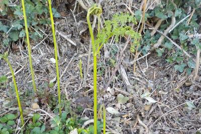 Pteridium aquilinum subsp. aquilinum