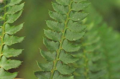 Polystichum setiferum