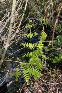 Osmunda regalis