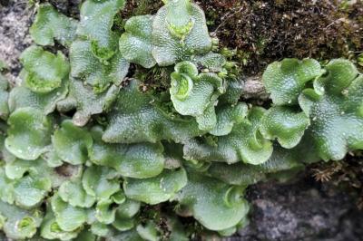 Lunularia cruciata